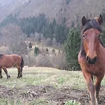 Montenegrinabih, Petrovici, Istocno *