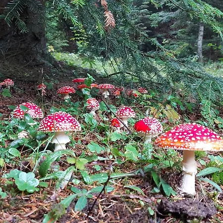 Montenegrinabih, Petrovici, Istocno Vikendica *