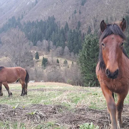 Montenegrinabih, Petrovici, Istocno *