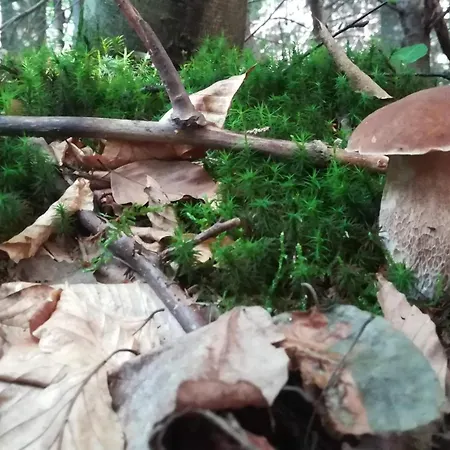 Montenegrinabih, Petrovici, Istocno 塞拉耶佛