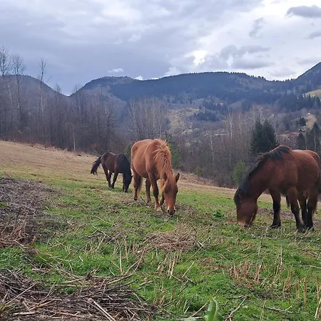 Montenegrinabih, Petrovici, Istocno Vikendica Sarajevo