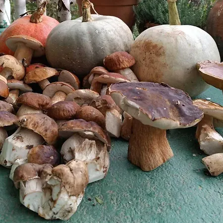 度假居 Montenegrinabih, Petrovici, Istocno 塞拉耶佛