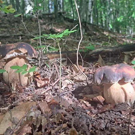 Montenegrinabih, Petrovici, Istocno Sarajevo