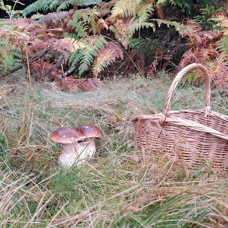 Montenegrinabih, Petrovici, Istocno Sarajevo