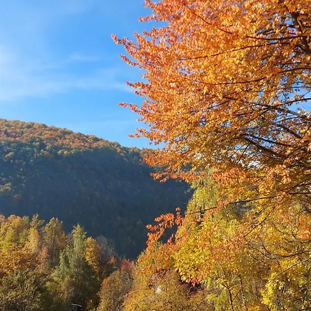 Montenegrinabih, Petrovici, Istocno