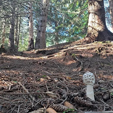 Montenegrinabih, Petrovici, Istocno *