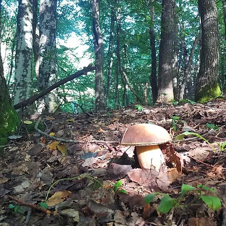 Montenegrinabih, Petrovici, Istocno Sarajevo