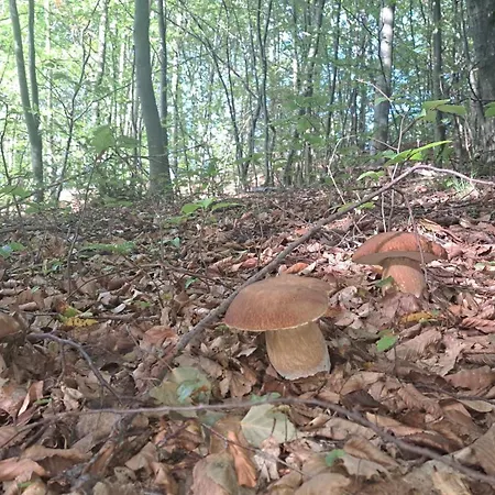 Montenegrinabih, Petrovici, Istocno * Sarajevo