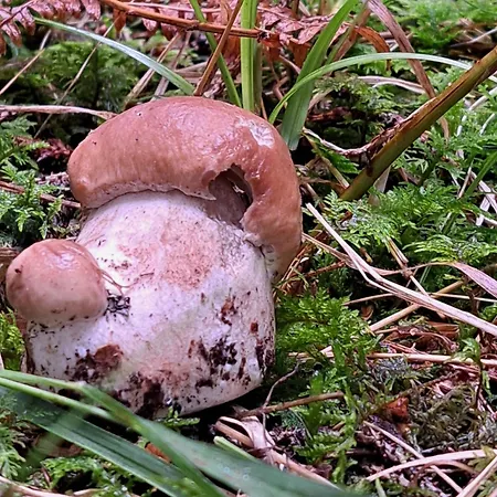 Montenegrinabih, Petrovici, Istocno 塞拉耶佛